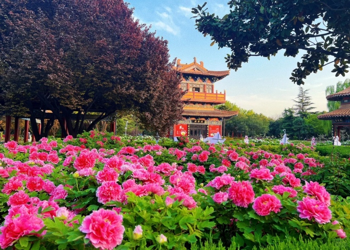 Luoyang Peony