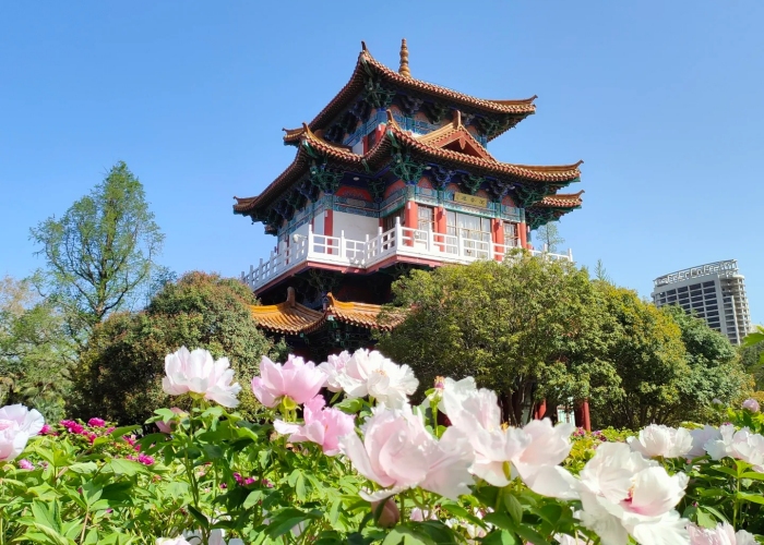 Luoyang Peony