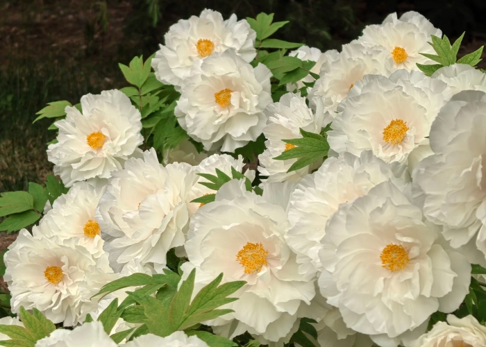 Luoyang Peony