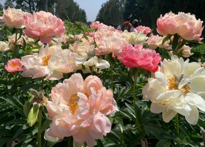 Luoyang Peony