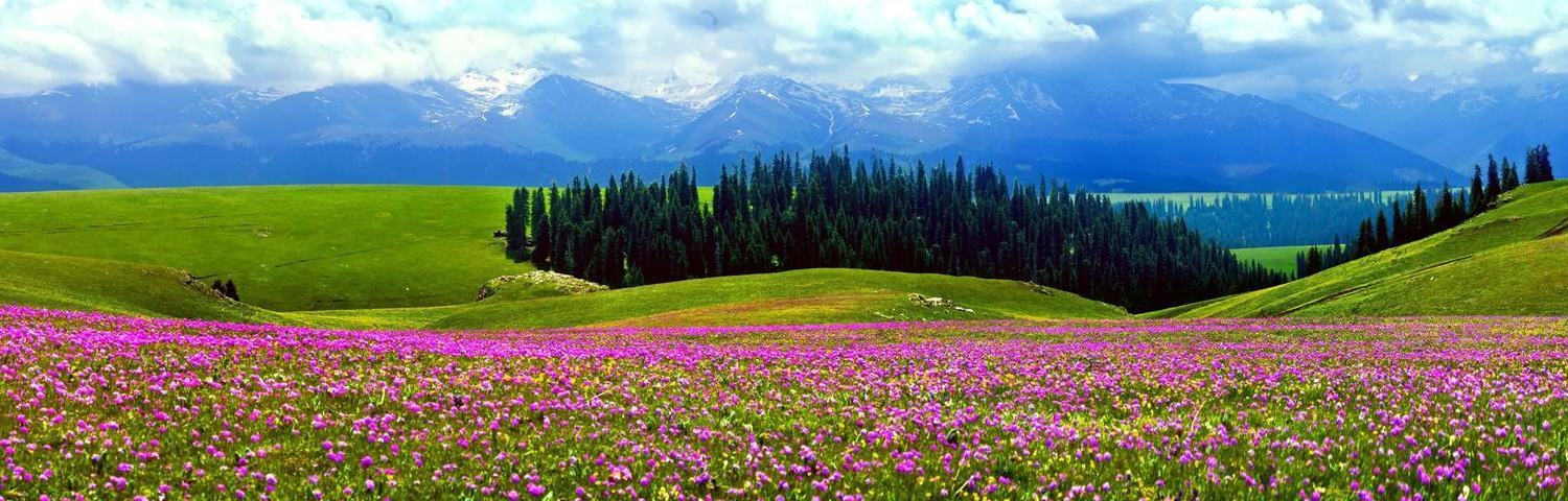 Lavender fields in Ili Valley
