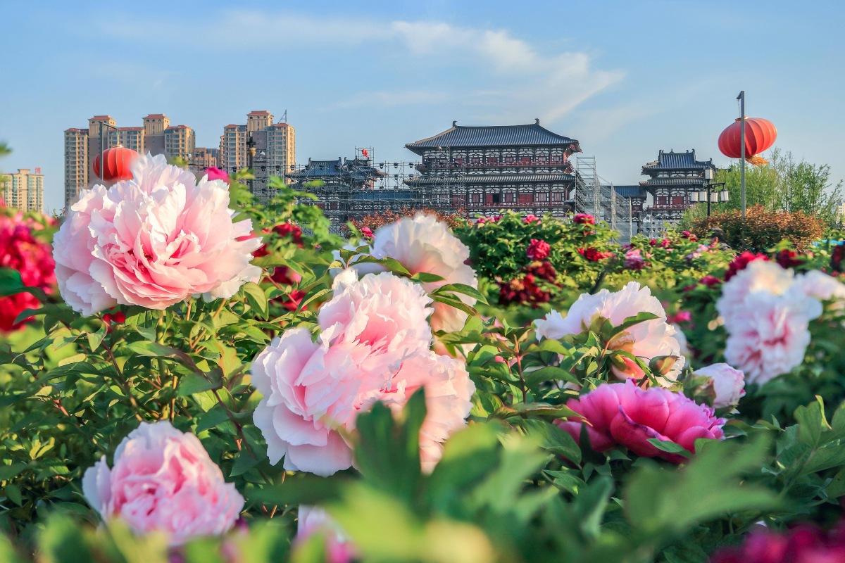 Luoyang Peony Festival