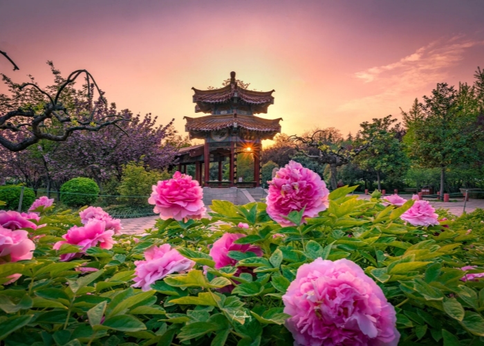 Luoyang in Spring