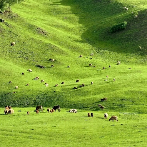 Nalati Grassland