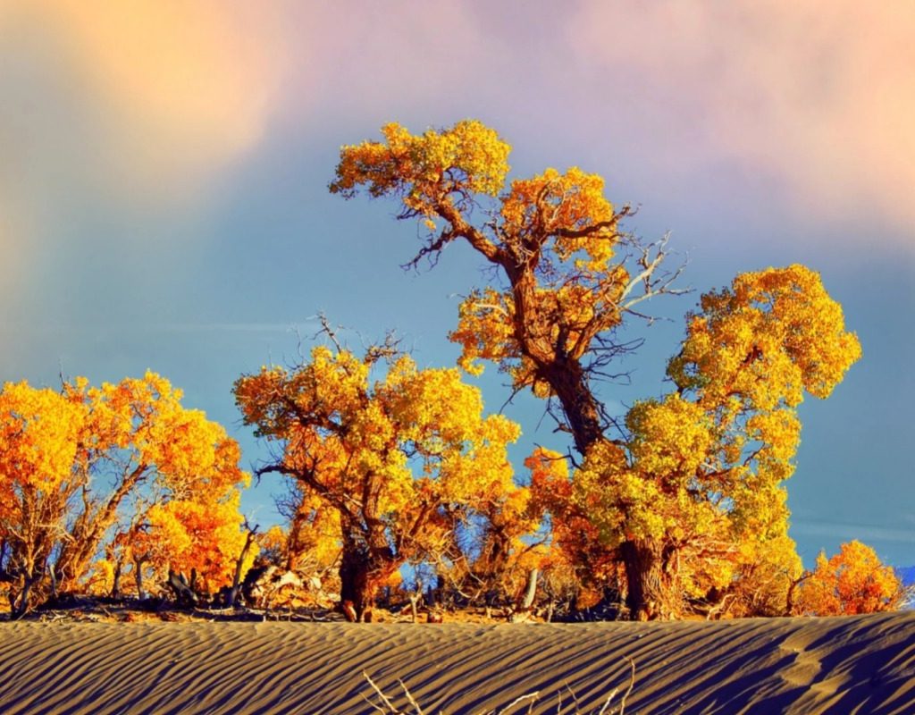 Qinghai Autumn