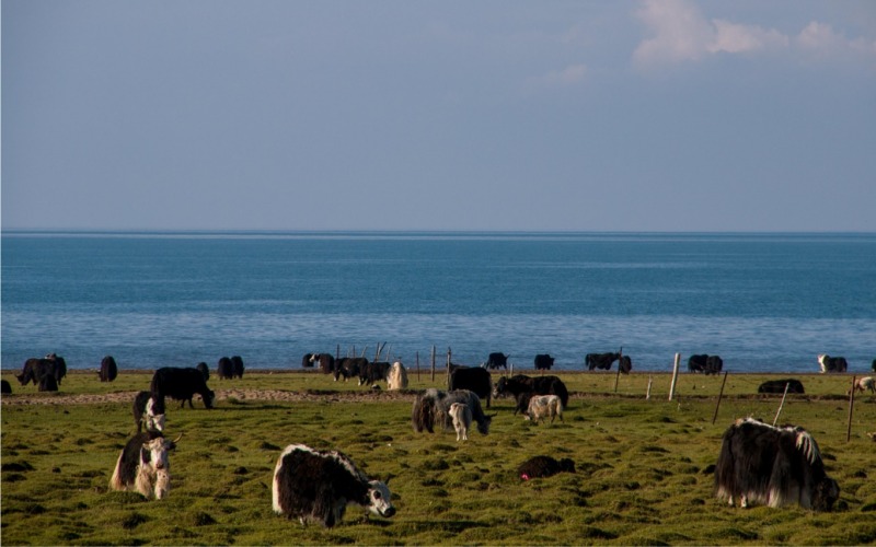 Qinghai Lake