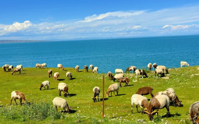 Qinghai Meadow with Yaks Grazing