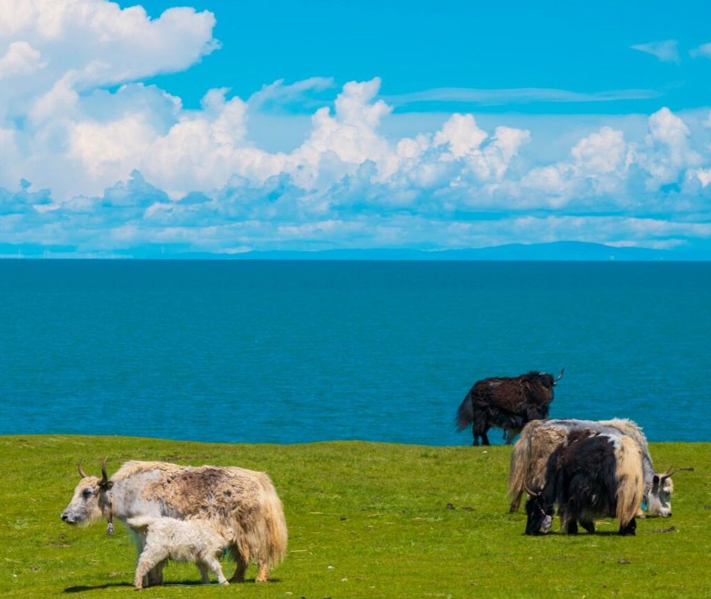 qinghai Lake