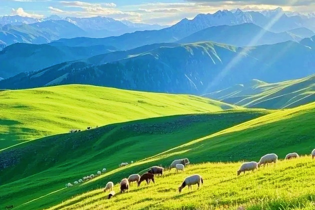 xinijang tour grassland